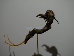 Exposición el tiempo de la Crisálida